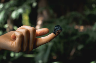 Curious carbon: Exploring the Science of Detoxification with MESH Laboratory